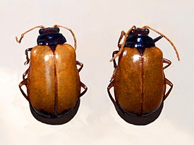 Жук Aplosonyx nigricollis