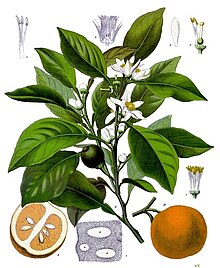 Bitter orange foliage, blossoms and fruit Citrus aurantium - Kohler-s Medizinal-Pflanzen-042.jpg