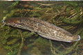 Clarias stappersii