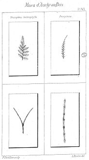 Neuroptéris hétérophylla, et Pécoptéris.