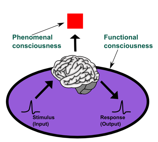 Ficheiro:Consciência fenomenal e consciência funcional.webp