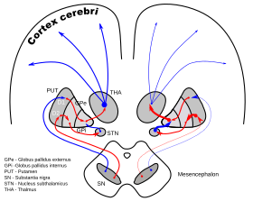 كرة شاحبة (تشريح)