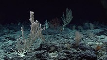 Deep sea corals at the Wagner Seamount. These corals are well adapted to deep water conditions where substrates are plentiful. Deep sea corals, Wagner Seamount.jpg