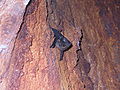 Saccopteryx bilineata, in a tree cave, Costa-Rica, Pacific