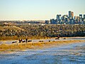 Edworthy Park also features an off-leash dog park