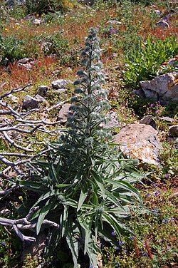 Echium italicum