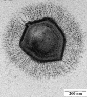 The giant mimivirus Electron microscopic image of a mimivirus - journal.ppat.1000087.g007 crop.png