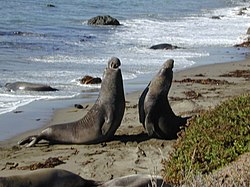 Male elephant seals fighting Elephant seal fight Part-1.jpg