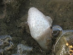 Eudistoma elongatum.