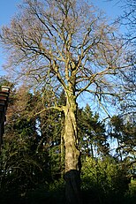 Fagus Sylvatica in La Hulpe.