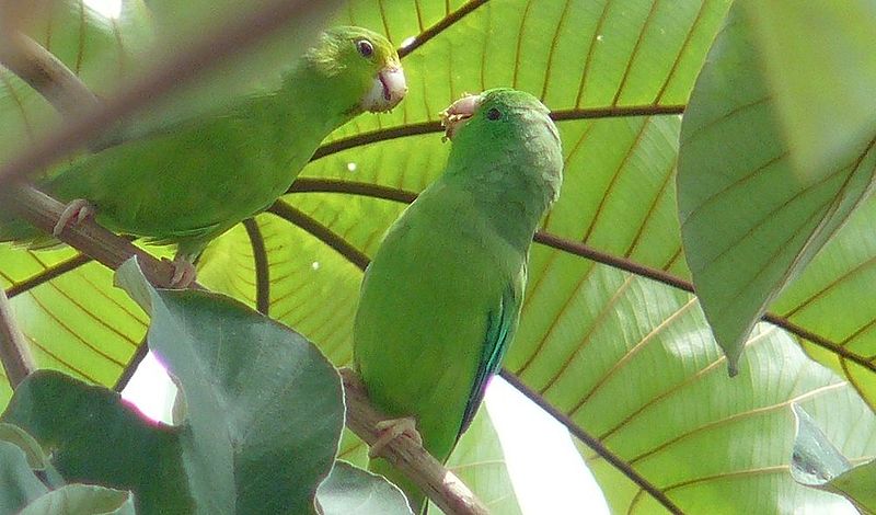 Green Rumped Parrotlets