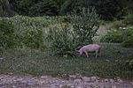 Свиньи на свободном выгуле возле Врачеша, Болгария 01.jpg