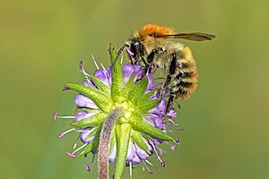 14. Platz: Dieter Wermbter mit Gemeine Pelzbiene (Anthophora plumipes) besucht eine Flockenblume in der Sistiger Heide, Nationalpark Eifel