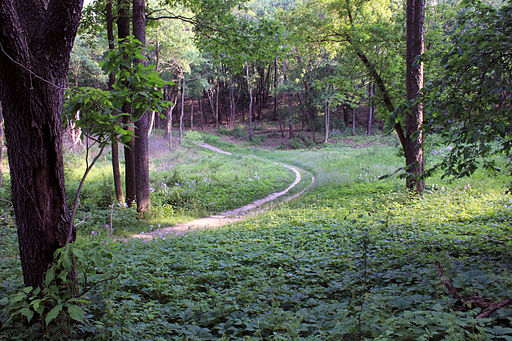 Gfp-wisconsin-lapham-peak-state-park-winding-trail