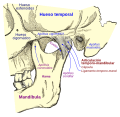 Miniatura para Articulación temporomandibular