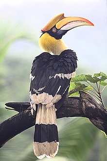 Большой Hornbill Goa.jpg