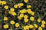 Miniatura para Helianthemum oelandicum