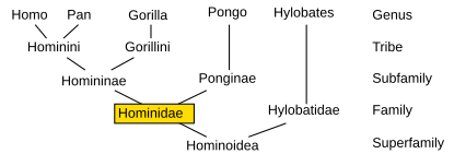 Taxonomy of Hominoidea (emphasis on family Hominidae): After an initial separation from the main line by the Hylobatidae (gibbons) some 18 million years ago, the line of Ponginae broke away, leading to the orangutan; later, the Homininae split into the tribes Hominini (led to humans and chimpanzees) and Gorillini (led to gorillas).