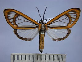 Hyalurga fenestra