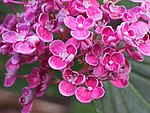 Hydrangea macrophylla 'Hopcorn'