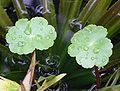 Waternavel (Hydrocotyle)