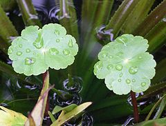 Description de l'image Hydrocotyle ranunculoides.jpg.