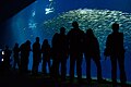 Interior shot of Monterey Bay Aquarium