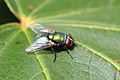 Selymes döglégy (Lucilia sericata)