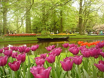 Một chiếc thuyền nhỏ trong khu vườn Keukenhof, với hoa tulip ở phía trước.