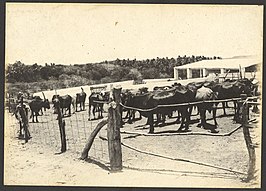 Koeien op plantage Groot Sint Joris (1900-1920)