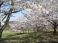 熊谷スポーツ文化公園の桜