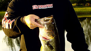 English: Largemouth Bass