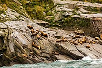 Leones marinos de Steller (Eumetopias jubatus).