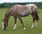 Varnish Roan