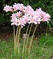 Lycoris squamigera, floraison avant le feuillage