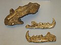 Ископаемый череп Lynx issiodorensis