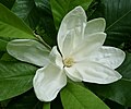 Magnolia x thompsoniana ‘Cairn Croft’, flower