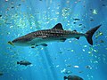Balina köpek balığı için küçük resim