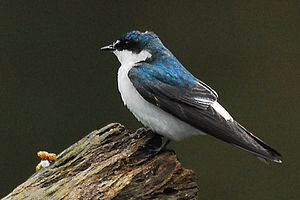 Mangleja hirundo