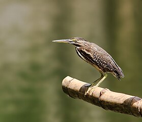 Mangrove heron, Butorides striata