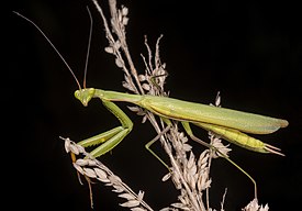 Богомол обыкновенный (Mantis religiosa)