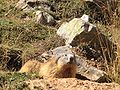 Marmotte dans le Parc national des Écrins