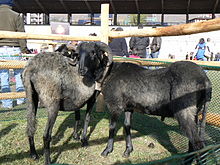 two sheep, one lead-grey, one almost black