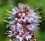 Mentha gattefossei - close-up 1 (aka).jpg