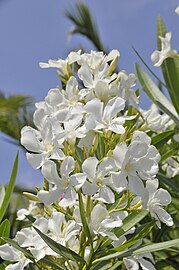 Weiß blühender Oleander