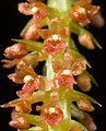 Oberonia caulescens – detail květů