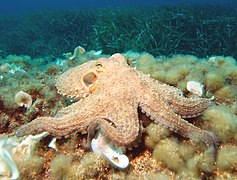 Octopus vulgaris