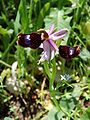 Ophrys bertolonii Ficuzza 0020. 
 JPG