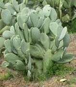 Opuntia ficus indica