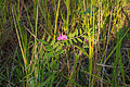 hrachor horský Lathyrus montanus --rsč to asi ne, podle mě je to vikev hrachorovitá (Vicia lathyroides) - Vachovec1 OK, ale ani tohle asi nebude správně. Příliš neodpovídá tvar květu a jeho obrvení, list s úponkou má mnohem méně lístků.--rsč Pravda, ani ta úponka by neměla být tak dlouhá. Možná vikev setá Vicia sativa ? - Vachovec1